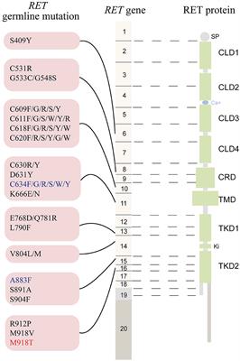 5P Strategies for Management of Multiple Endocrine Neoplasia Type 2: A Paradigm of Precision Medicine
